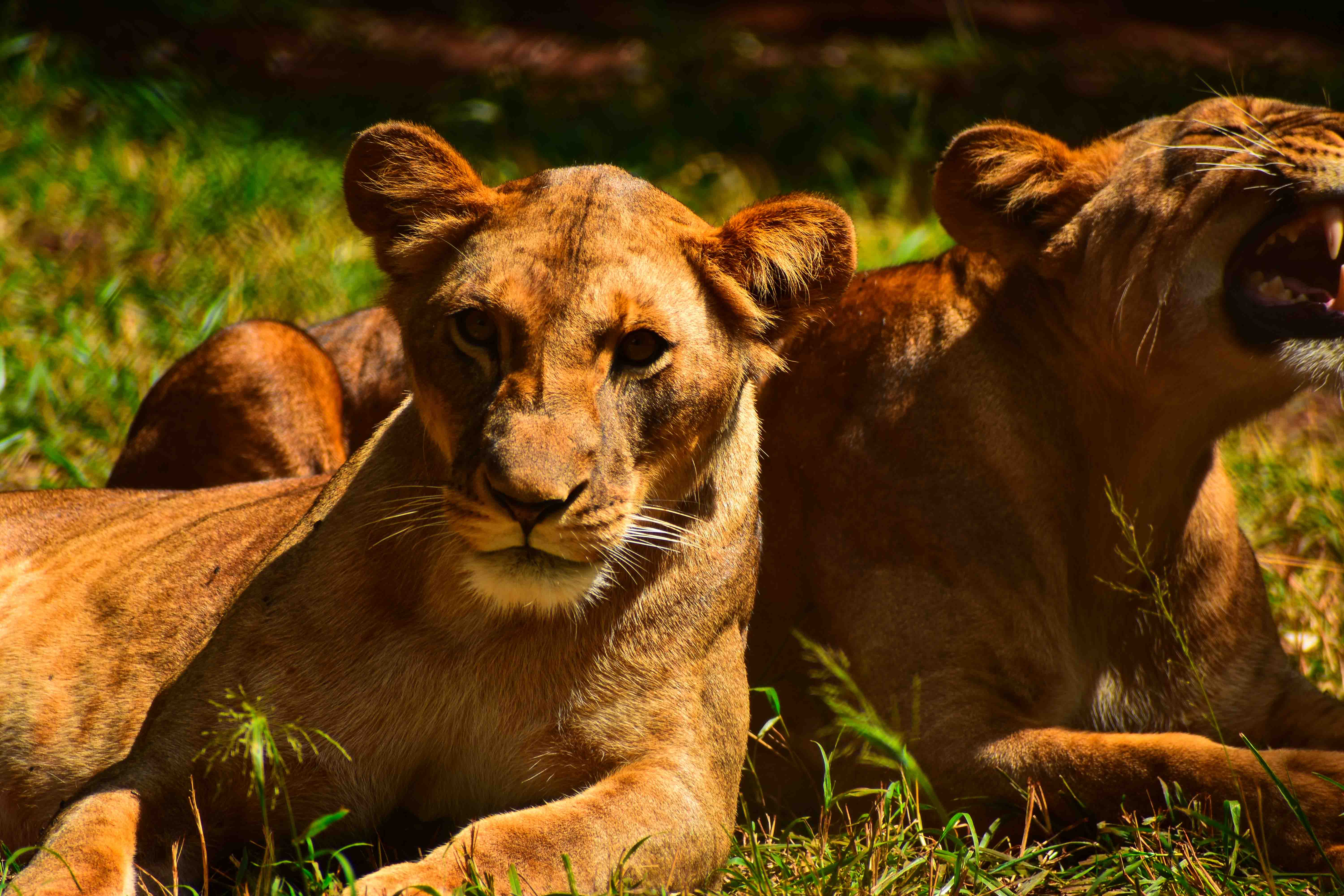Giraffe family feeding on acacia trees